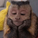 🐒🍌 Monitos Bonitos 🍌🐒