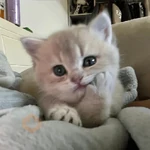 Michi bebe 🥺