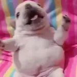 pibbles