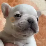 pibbles