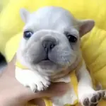 pibbles