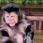 🐒🌴MonkeyCrazys🌴🐒Fabisita🧚🏻‍♀️🎃