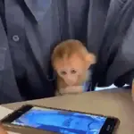 MONITOS Mix!!! 🐵🐒