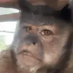 MONITOS Mix!!! 🐵🐒