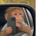Monitos!🐒✨
