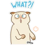 Cat🐱coco 