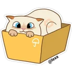 Cat🐱coco 