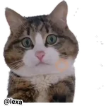 Emotion Cats 🐱🐈 