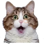 Emotion Cats 🐱🐈 