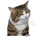 Emotion Cats 🐱🐈 