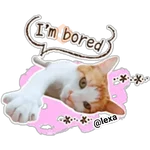 gatitos🐱sweet💗 