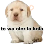 Perritos 