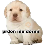 Perritos 