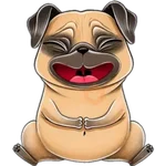 perro pug🐶❤️ 