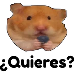 hámster 🐹 2 aish💕