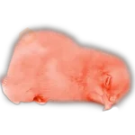 Pollitos x( y gato 