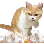 Surtido uwu 