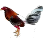 🐓GALLOS DE PELEA🐓 