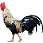 🐓GALLOS DE PELEA🐓 