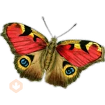 🦋MARIPOSAS BONITAS🦋 