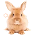 Pascua 
