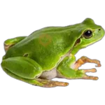 sapos y ranas para my jerrys♡♤ 
