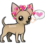 Chihuahuas ¤°¤ 