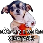Chihuahuas ¤°¤ 