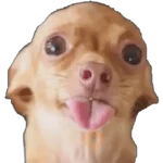 Chihuahuas ¤°¤ 