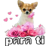 Chihuahuas ¤°¤ 