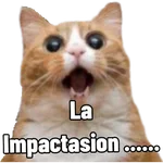 5.2 sorpresa Animal #-