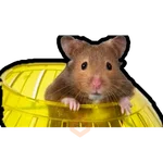 Hamsters Memes