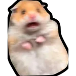 Hamsters Memes