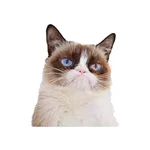 Memes para WhatsApp