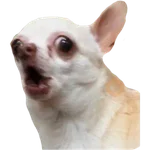 Perritos