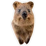 Quokkas, los Animales Más Felices del Mundo