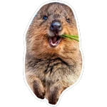 Quokkas, los Animales Más Felices del Mundo