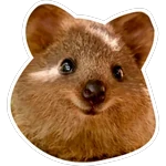 Quokkas, los Animales Más Felices del Mundo