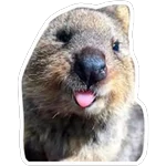 Quokkas, los Animales Más Felices del Mundo