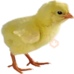 Pascua 
