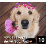 Secuencias de perritos 🐶 2 