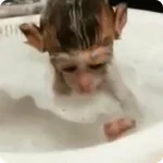Monos Divertidos