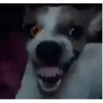 Para no decir jajaja 🤣