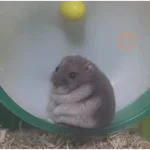 Hamsters