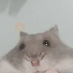 Hamsters
