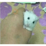 Hamsters