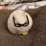 Hamsters Animados 🐹