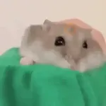 Hamsters Animados 🐹