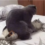 Sabes que te falta? Estos 😸