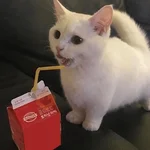 Sabes que te falta? Estos 😸